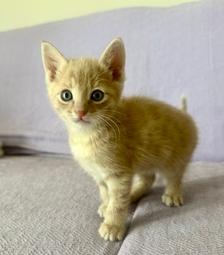 Çayyolu Seden Oğlan Ailesine Gitmeye Hazır fotoğraf