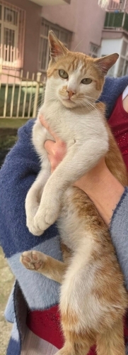 Kuzuma daimi yuva fotoğraf