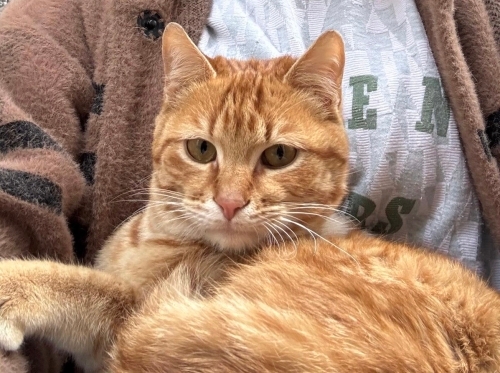 Üç patili canıma kalıcı yuva fotoğraf