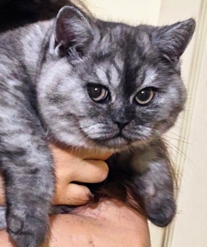 Merlin ve Ares(British 9 aylık yavrular) fotoğraf