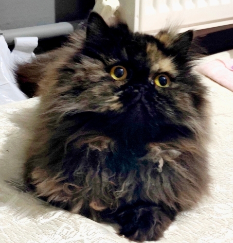 İran kedime yuva fotoğraf