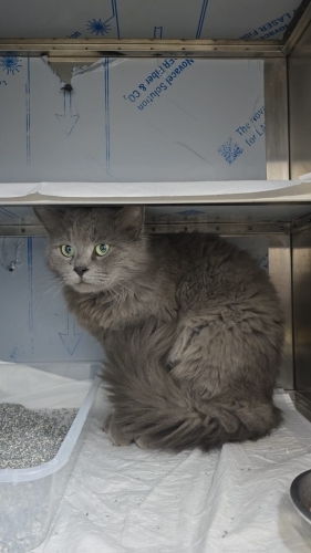 Ücretsiz, kısır, 8 aylık erkek cins kedi fotoğraf