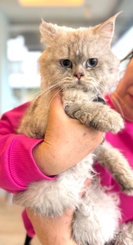 Latte ömürlük yuvasını arıyor. fotoğraf