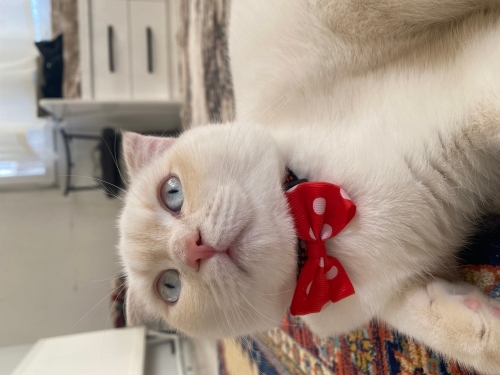 Evcil sakin uysal fotoğraf