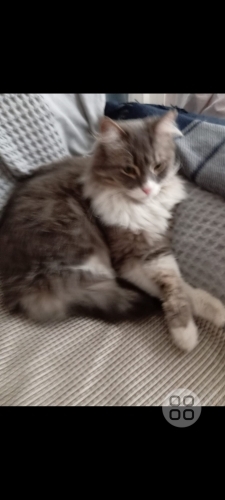 Miniş kalıcı yuva ariyoruz fotoğraf