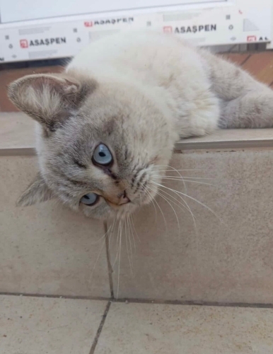 Maviş yuva arıyor fotoğraf