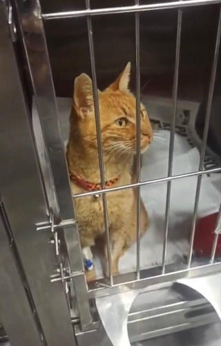 Güneş kafeste yuva bekliyor fotoğraf