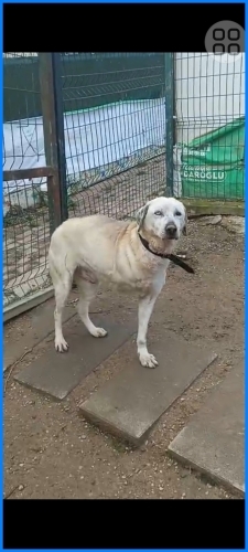 3 bacaklı engelli çocuğumuz sokakta yaşayamiyor fotoğraf