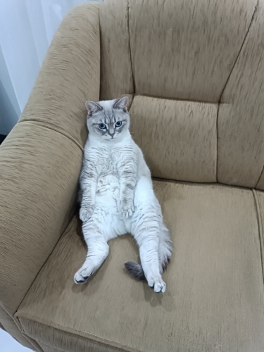 British blue point fotoğraf