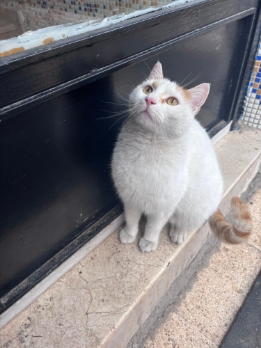 DİŞİ KISIR TERK EDİLMİŞ GÜZELLİĞE YUVA fotoğraf