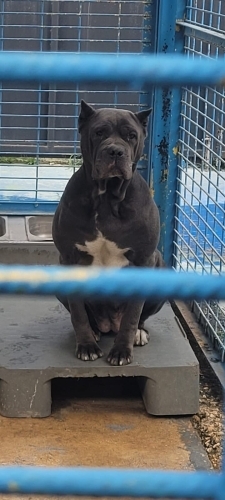 ASALET ÖTESİ CANE CORSA ‼️KISIR‼️ÇİPLİ‼️ fotoğraf