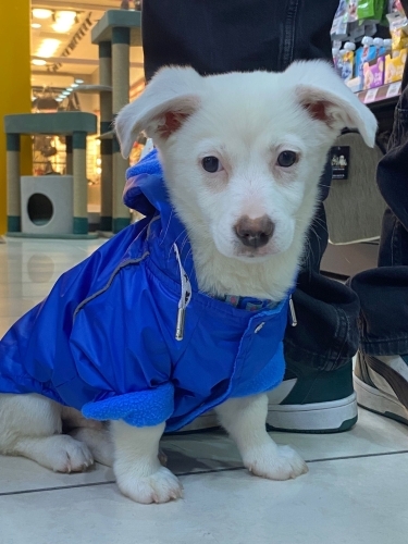 Köpeğimize yuva arıyoruz fotoğraf