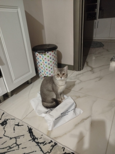 9 aylık british longhair fotoğraf