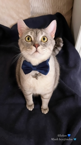 Enerjik ve Sevgi Dolu Duman Yeni Ailesini Arıyor fotoğraf