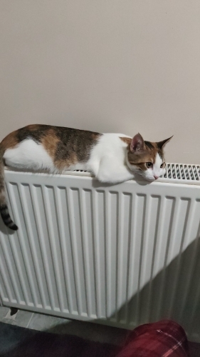 Sevecen ve çocuklarla oyun oynamayı çok seviyor fotoğraf