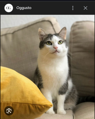 Ücretsiz Terkedilmiş Kedi fotoğraf