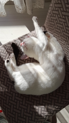 İZMİR ÜCRETSİZ SAHİPLENDİRME. YENİ AİLESİNİ ARIYORUZ fotoğraf