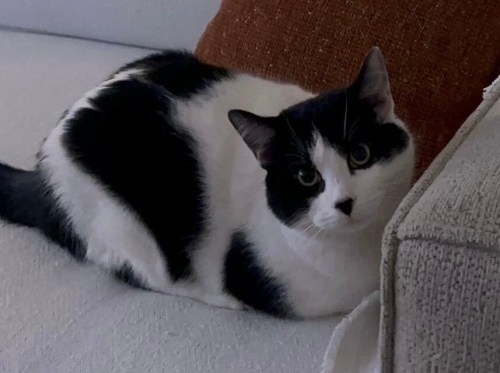 Acilll ev sahibi istemiyor fotoğraf