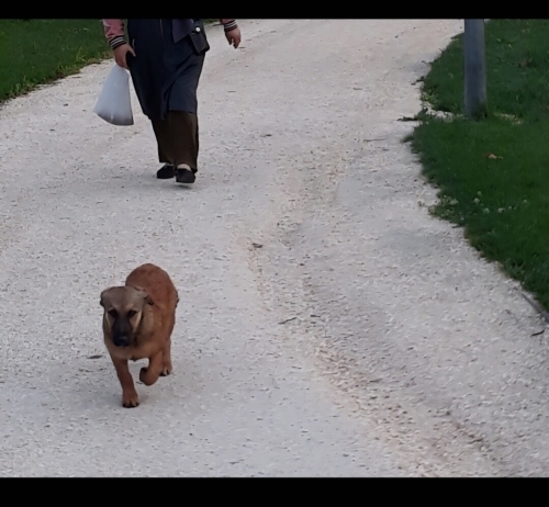 Acil yuva aranıyor fotoğraf