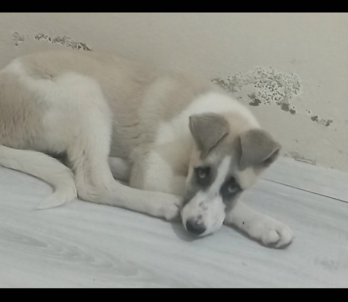 Acil yuva aranıyor fotoğraf