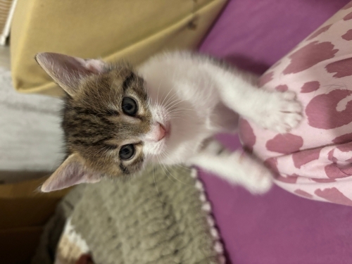 Çok oyuncu, sevecen cana yakın bir bebek tek derdi sevilmek ve oyun fotoğraf