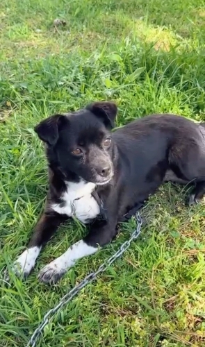 2 yaş, tuvalet eğitimi var, 7 kğ, ücretsiz fotoğraf