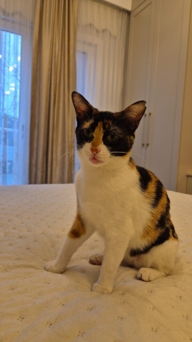 Kucak delisi sevgi pıtırcıgı fotoğraf