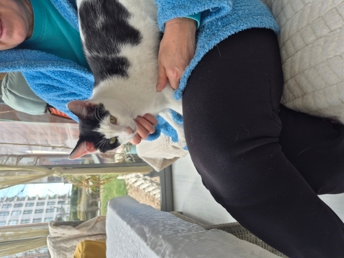 Yalışıklı kucak delisine yuva fotoğraf