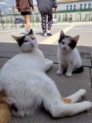 ‼️Pamuk ve şekeri ‼️ fotoğraf