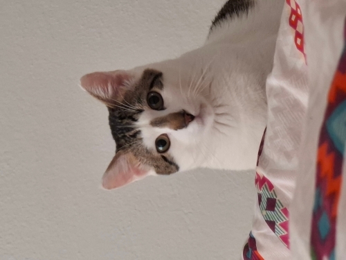 Mırıl mırıl Mikiyim ben fotoğraf