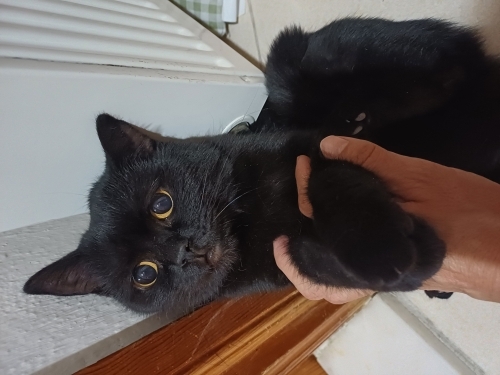 Nazlı sokakta yasayamiyor fotoğraf