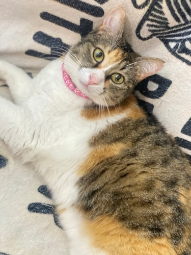 Tüyleri İpek, Kalbi Pamuk: , Kucak Delisi Calico Kızımız fotoğraf