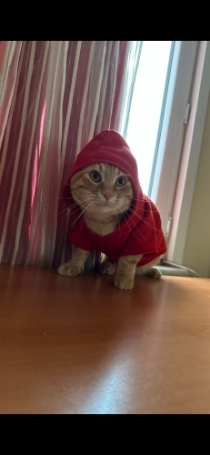 Viyana'ya Ömürlük ve Sevgi Dolu Bir Yuva Arıyoruz! 🏡🐾 fotoğraf