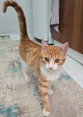 Badem, sevecen, kucak delisi, oyuncu fotoğraf