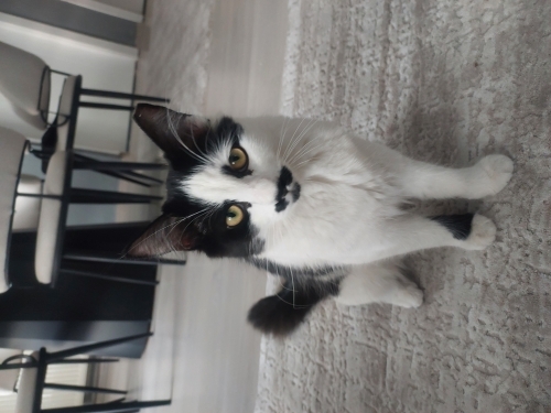 Güzel Kızımıza sahip arıyoruz. fotoğraf