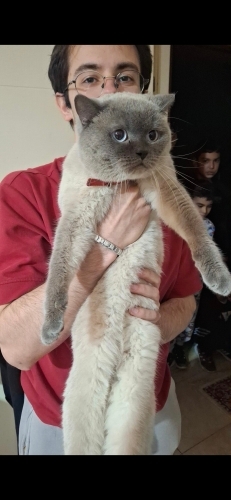 Kedi iyi biri sevecen fotoğraf