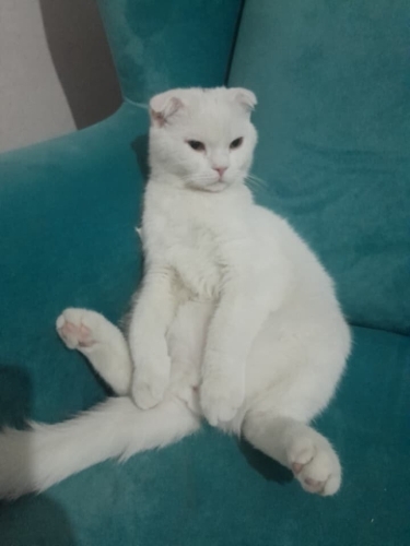 SCOTTISH FOLD KISIRLAŞTIRMA DESTEĞİ VERİLECEKTİR ‼️ fotoğraf