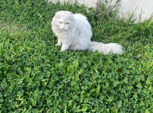 SCOTISH FOLD- NORVEÇ MELEZİ fotoğraf