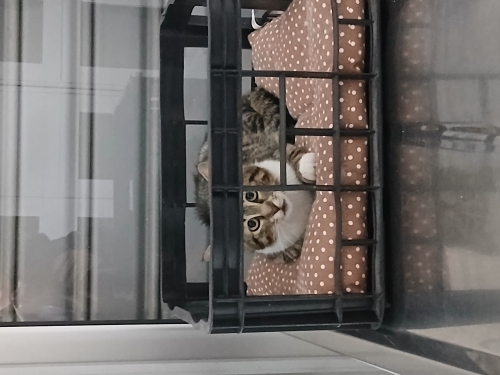 Kızımıza yuva arıyoruz bahçe de fotoğraf