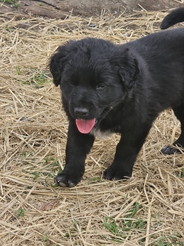 45 GÜNLÜK BORDER COLİE MELEZİ fotoğraf