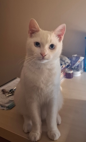 Erkek Ankara kedisi için Yuva aranıyor fotoğraf