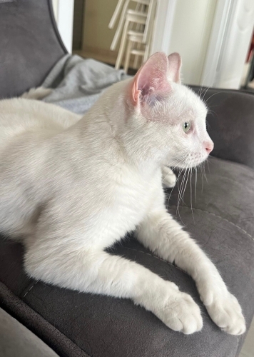 Evinizin Naif Prensesi: Safkan Güzelliğiyle Ankara Kedisi Yuva Arıyor! 🤍 fotoğraf