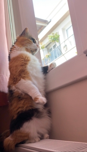 Hem Oyuncu Hem Uykucu: Dünyalar Güzeli Calico’ya Yuva Arıyoruz! 🐾 fotoğraf