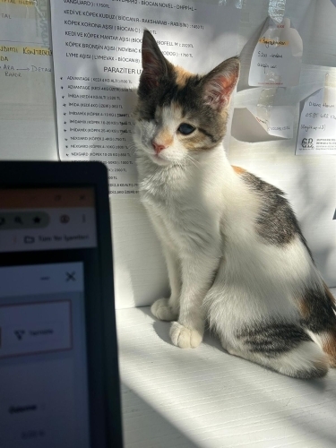 Işık için yeni yuva fotoğraf