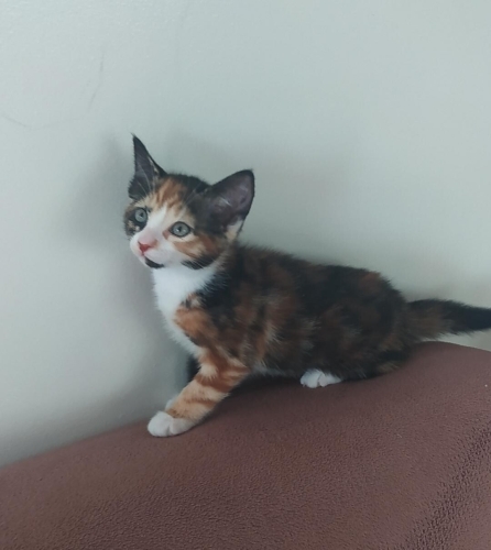 Yavru rengarenk kedi fotoğraf