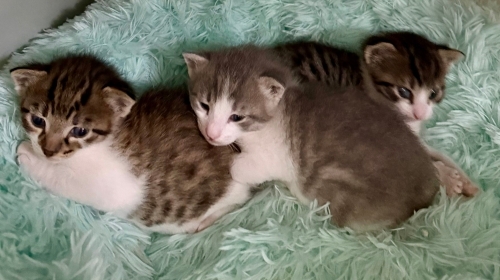 3 erkek Gümüş Kardeş fotoğraf