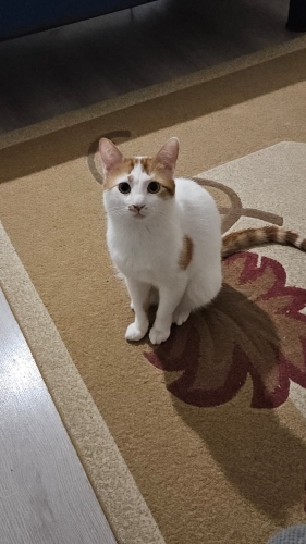 Yavrum Nemo'ya yeni yuva arıyoruz fotoğraf