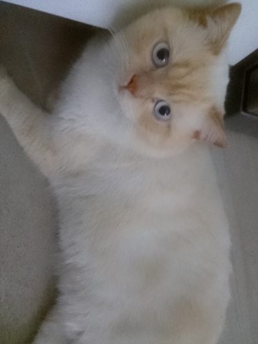 British Blue Point fotoğraf