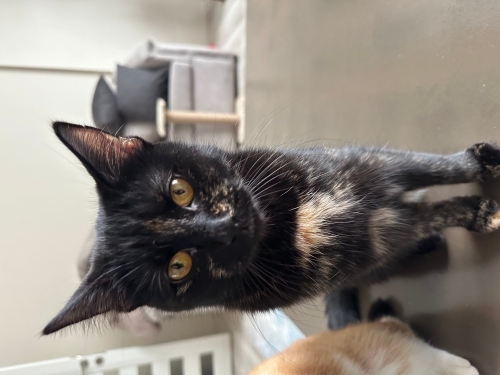 7 aylık oyuncu kedi fotoğraf