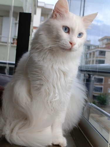 Casper 4 yaşında fotoğraf